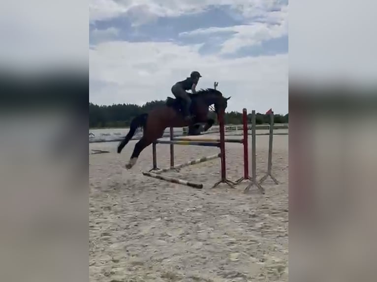 Polnisches Sportpferd Stute 5 Jahre 166 cm Brauner in Kaleń Towarzystwo