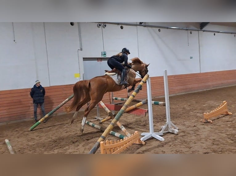 Polnisches Sportpferd Stute 5 Jahre 166 cm Fuchs in Forst