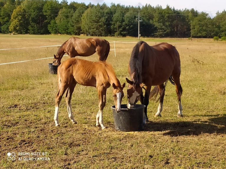 Polnisches Sportpferd Stute 5 Jahre 166 cm Fuchs in Forst