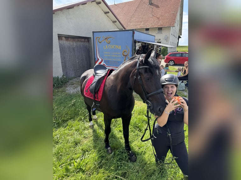 Polnisches Sportpferd Stute 5 Jahre 166 cm Rappe in Argenb&#xFC;hl