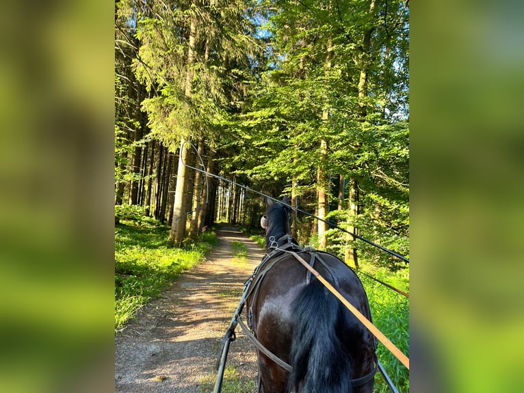 Polnisches Sportpferd Stute 5 Jahre 166 cm Rappe in Argenb&#xFC;hl