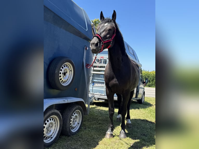 Polnisches Sportpferd Stute 5 Jahre 166 cm Rappe in Argenb&#xFC;hl