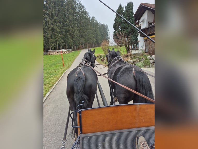 Polnisches Sportpferd Stute 5 Jahre 166 cm Rappe in Argenb&#xFC;hl