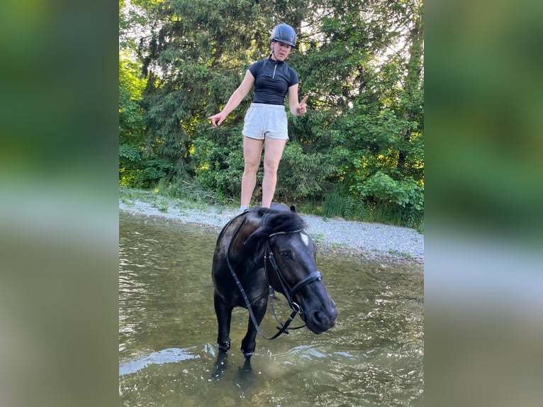 Polnisches Sportpferd Stute 5 Jahre 166 cm Rappe in Argenb&#xFC;hl