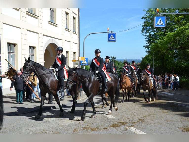 Polnisches Sportpferd Stute 5 Jahre 166 cm Rappe in Argenb&#xFC;hl