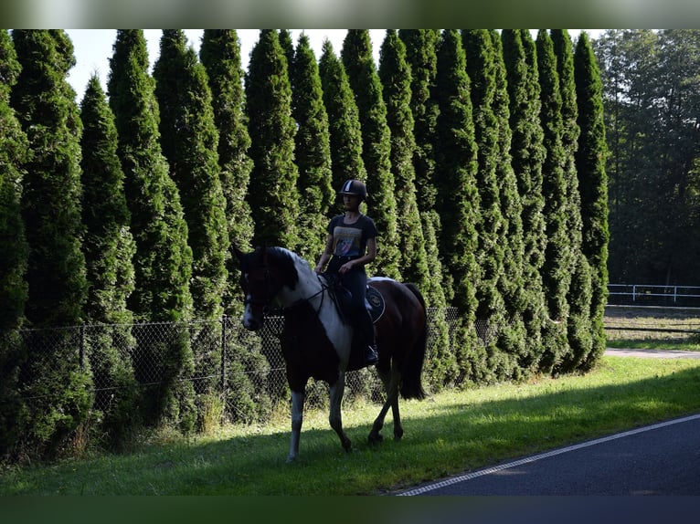 Polnisches Sportpferd Stute 5 Jahre 167 cm Schecke in Chełmno