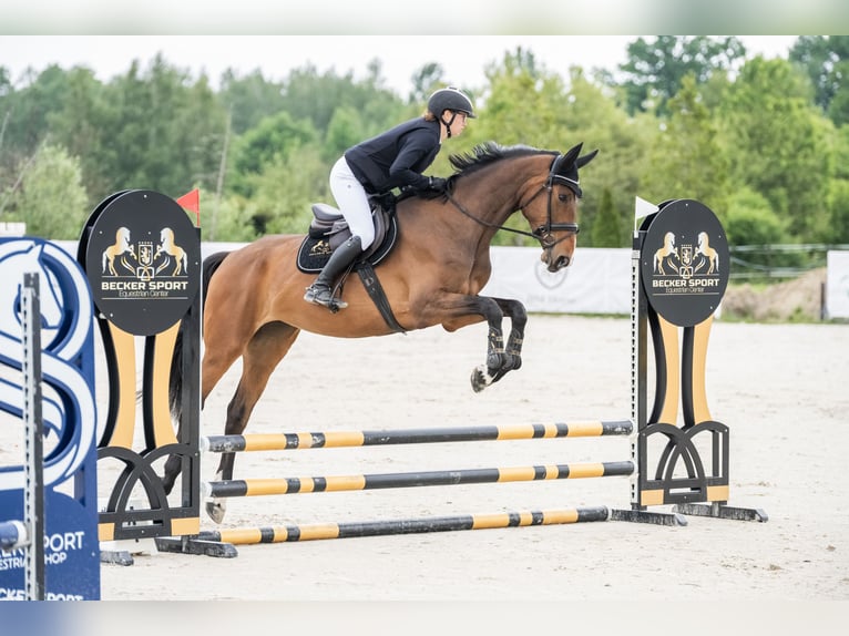 Polnisches Sportpferd Stute 5 Jahre 170 cm Brauner in Kaleń-Towarzystwo