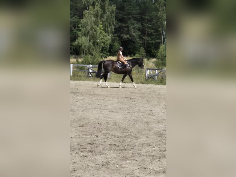 Polnisches Sportpferd Stute 5 Jahre 170 cm Dunkelbrauner in Barlinek
