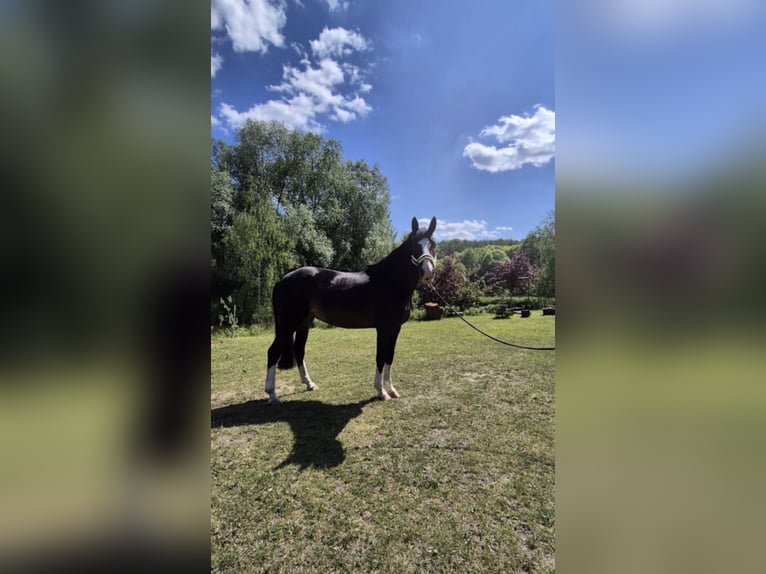 Polnisches Sportpferd Stute 5 Jahre 170 cm Dunkelbrauner in Barlinek