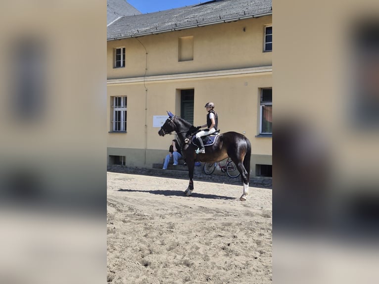 Polnisches Sportpferd Stute 5 Jahre 170 cm Dunkelbrauner in Barlinek