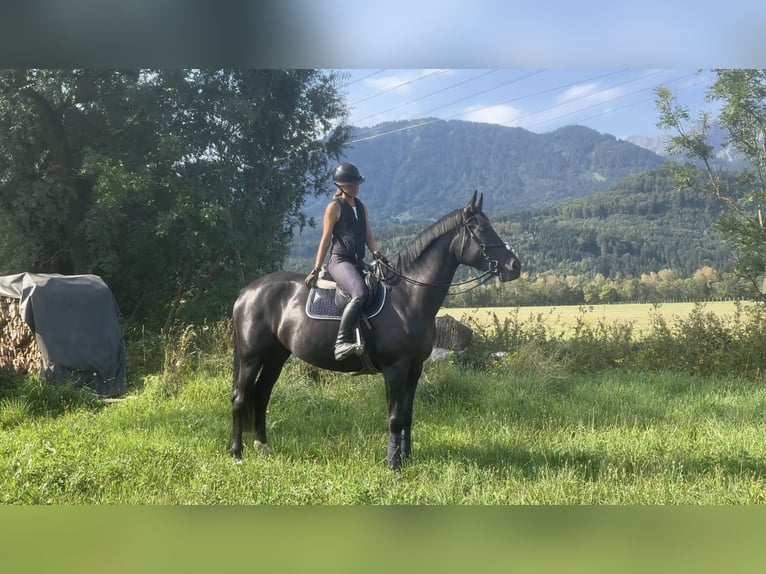Polnisches Sportpferd Stute 5 Jahre 170 cm Rappe in Schlins