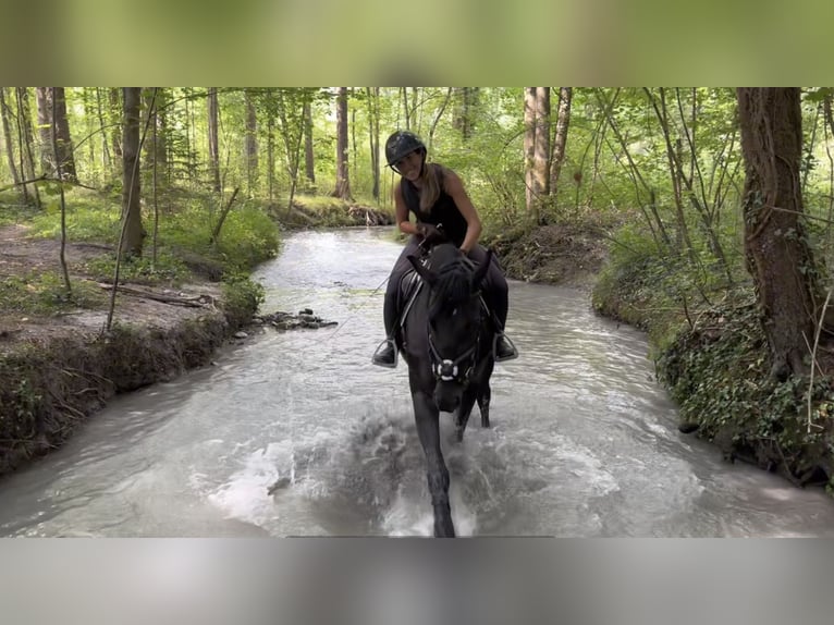 Polnisches Sportpferd Stute 5 Jahre 170 cm Rappe in Schlins