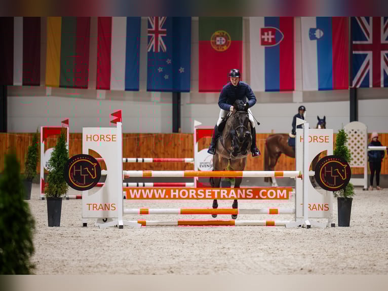 Polnisches Sportpferd Mix Stute 5 Jahre 170 cm Rotbrauner in sarbinowo