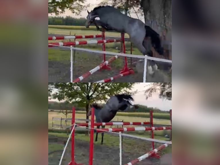 Polnisches Sportpferd Stute 5 Jahre 173 cm Schimmel in Gołymin-Ośrodek