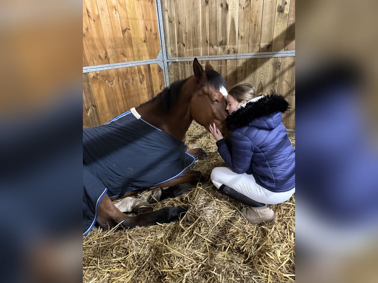 Polnisches Sportpferd Stute 5 Jahre 174 cm Brauner in Zawiercie