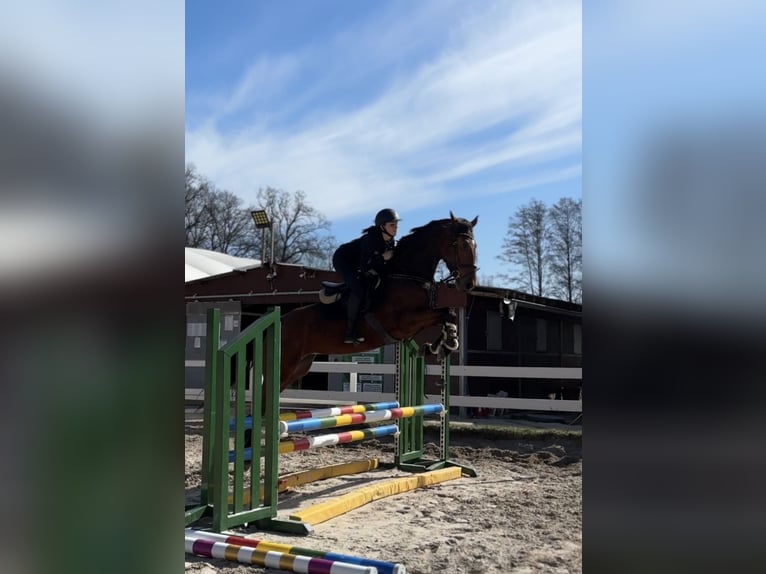 Polnisches Sportpferd Stute 5 Jahre 175 cm Brauner in Jakubów