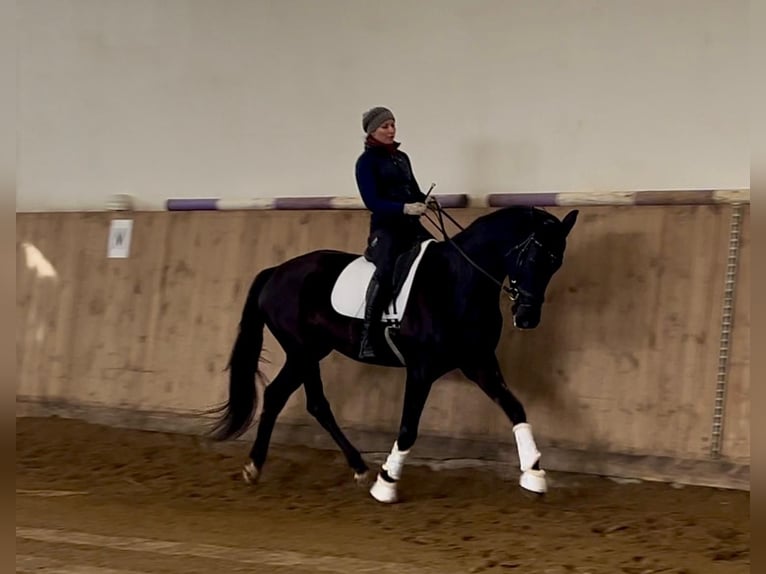 Polnisches Sportpferd Stute 5 Jahre 175 cm Rappe in Kornice