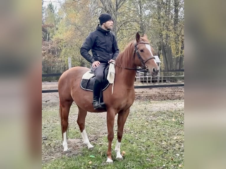 Polnisches Sportpferd Stute 6 Jahre 153 cm Fuchs in Turek