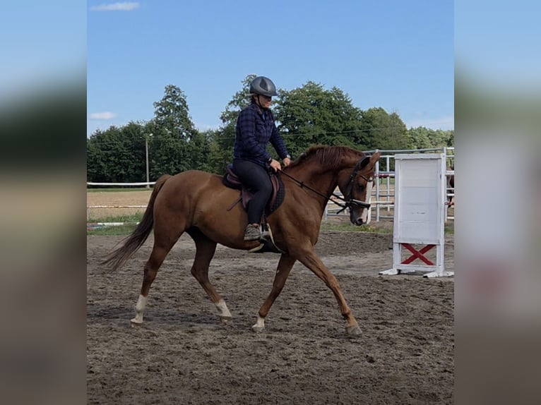 Polnisches Sportpferd Stute 6 Jahre 162 cm Fuchs in Ostrów Wielkopolski Polnisches Sportpferd Stute 6 Jahre 162 cm Fuchs in Ostrów Wielkopolski