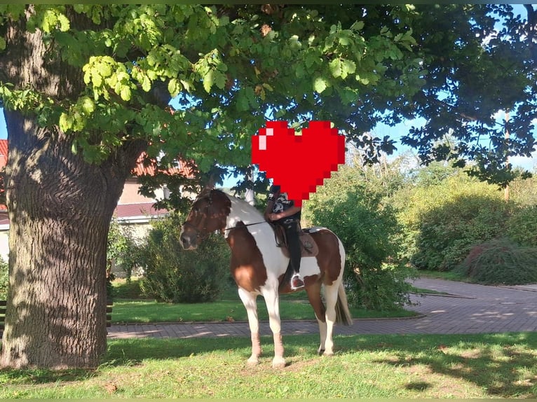 Polnisches Sportpferd Stute 6 Jahre 165 cm Schecke in Aschersleben