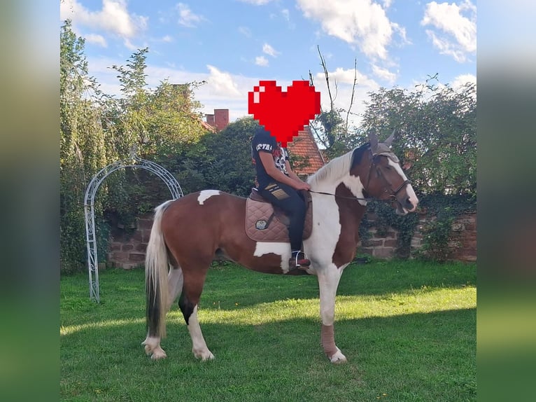 Polnisches Sportpferd Stute 6 Jahre 165 cm Schecke in Aschersleben