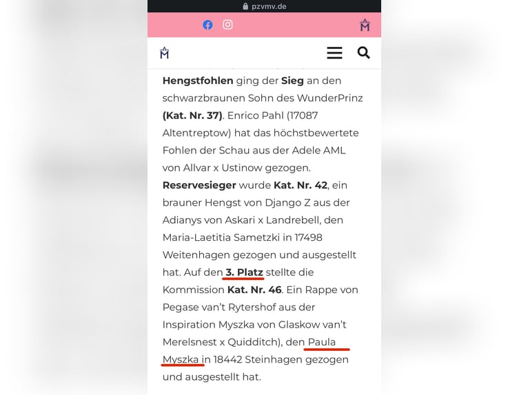 Polnisches Sportpferd Stute 6 Jahre 165 cm  in Papenhagen