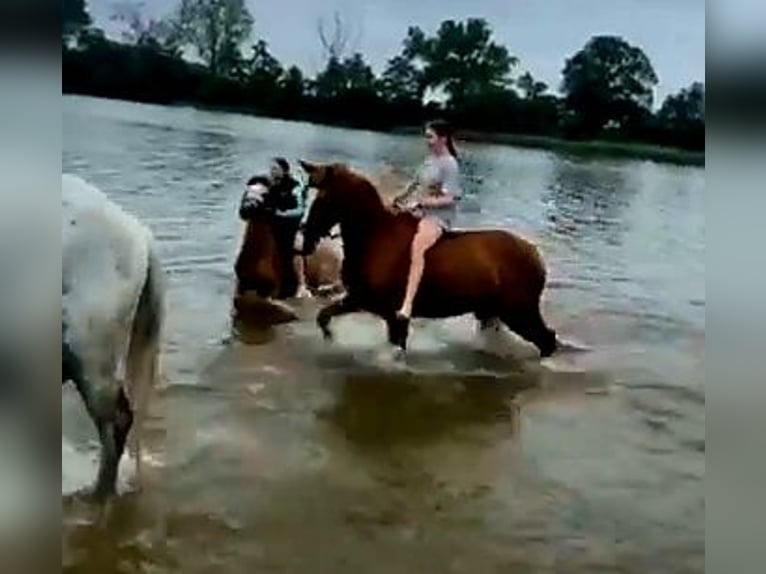 Polnisches Sportpferd Stute 6 Jahre 166 cm Fuchs in Forst
