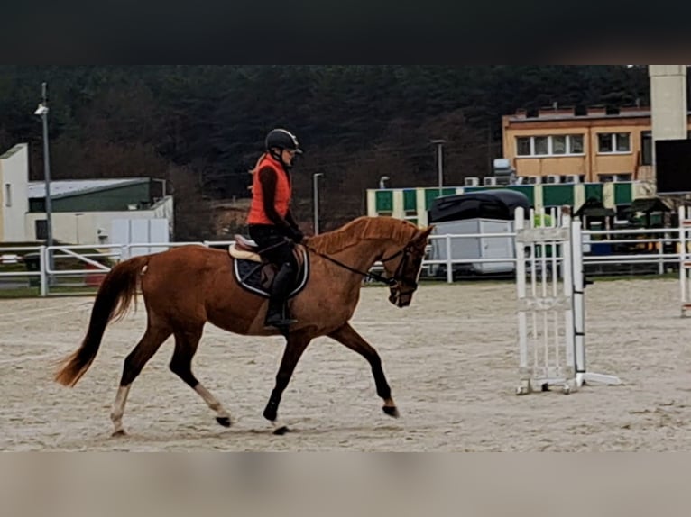 Polnisches Sportpferd Stute 6 Jahre 166 cm Fuchs in Forst