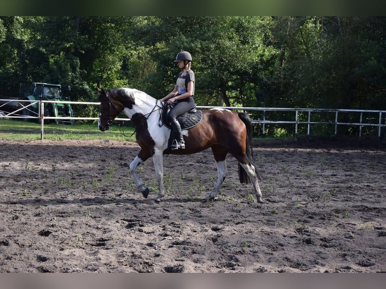 Polnisches Sportpferd Stute 6 Jahre 167 cm Schecke in Chełmno