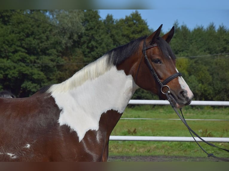 Polnisches Sportpferd Stute 6 Jahre 167 cm Schecke in Chełmno