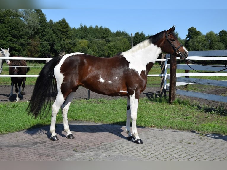 Polnisches Sportpferd Stute 6 Jahre 167 cm Schecke in Chełmno