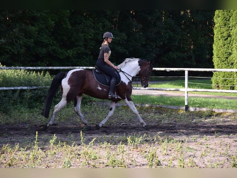 Polnisches Sportpferd Stute 6 Jahre 167 cm Schecke in Chełmno