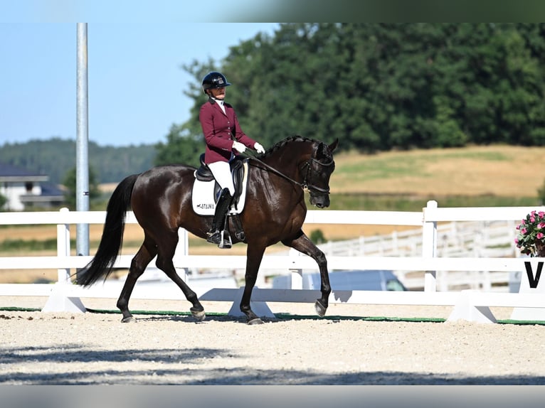 Polnisches Sportpferd Stute 6 Jahre 168 cm Dunkelbrauner in Bagieniec