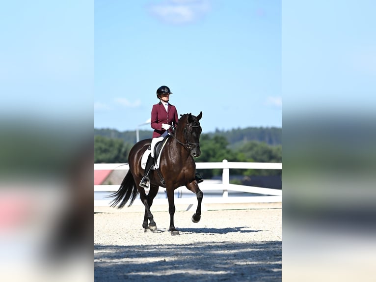 Polnisches Sportpferd Stute 6 Jahre 168 cm Dunkelbrauner in Bagieniec