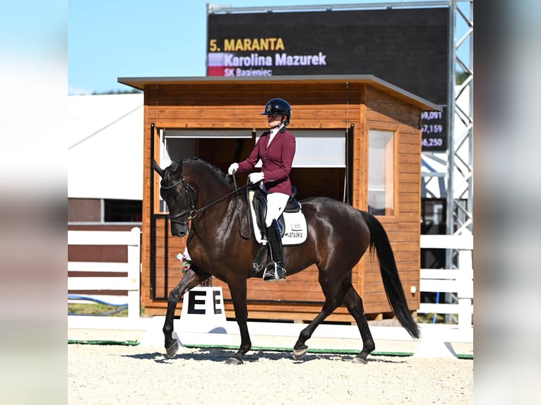 Polnisches Sportpferd Stute 6 Jahre 168 cm Dunkelbrauner in Bagieniec