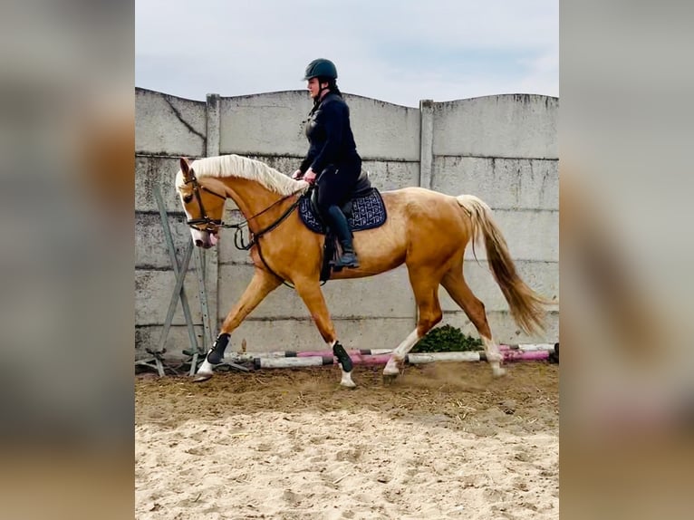 Polnisches Sportpferd Stute 6 Jahre 168 cm Palomino in Piecowice