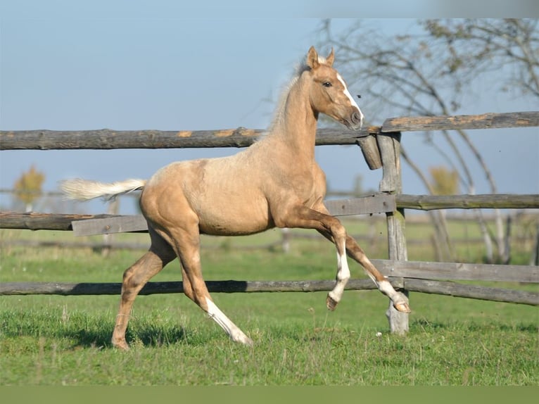 Polnisches Sportpferd Stute 6 Jahre 168 cm Palomino in Piecowice
