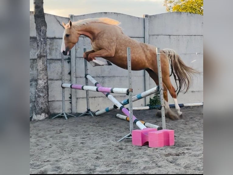 Polnisches Sportpferd Stute 6 Jahre 168 cm Palomino in Piecowice