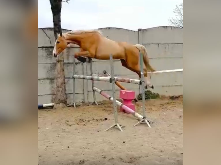 Polnisches Sportpferd Stute 6 Jahre 168 cm Palomino in Piecowice
