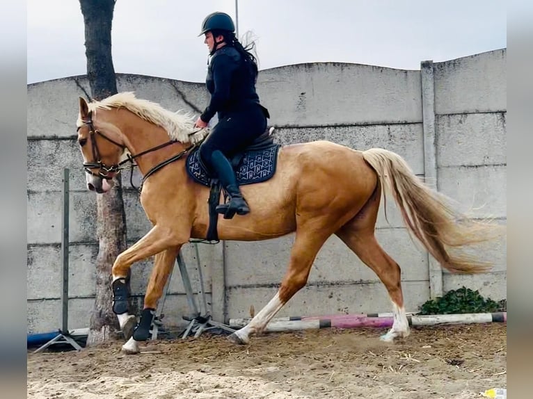 Polnisches Sportpferd Stute 6 Jahre 168 cm Palomino in Piecowice