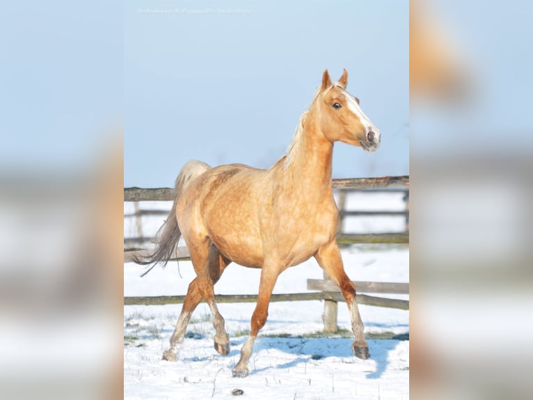 Polnisches Sportpferd Stute 6 Jahre 168 cm Palomino in Piecowice