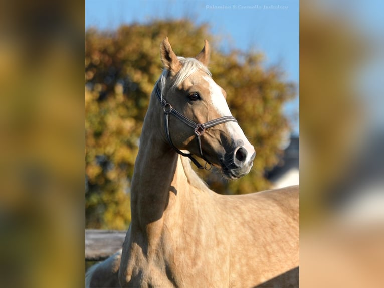 Polnisches Sportpferd Stute 6 Jahre 168 cm Palomino in Piecowice