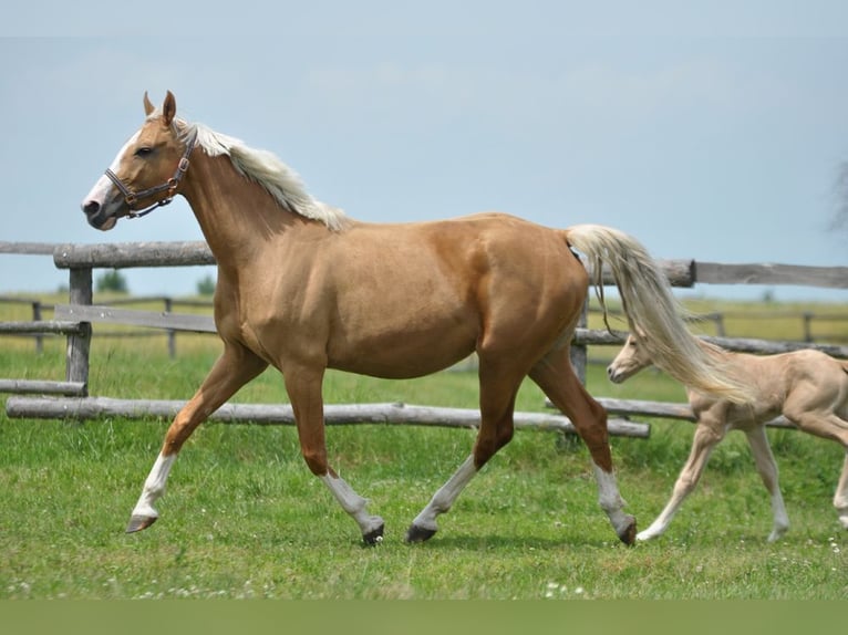 Polnisches Sportpferd Stute 6 Jahre 168 cm Palomino in Piecowice