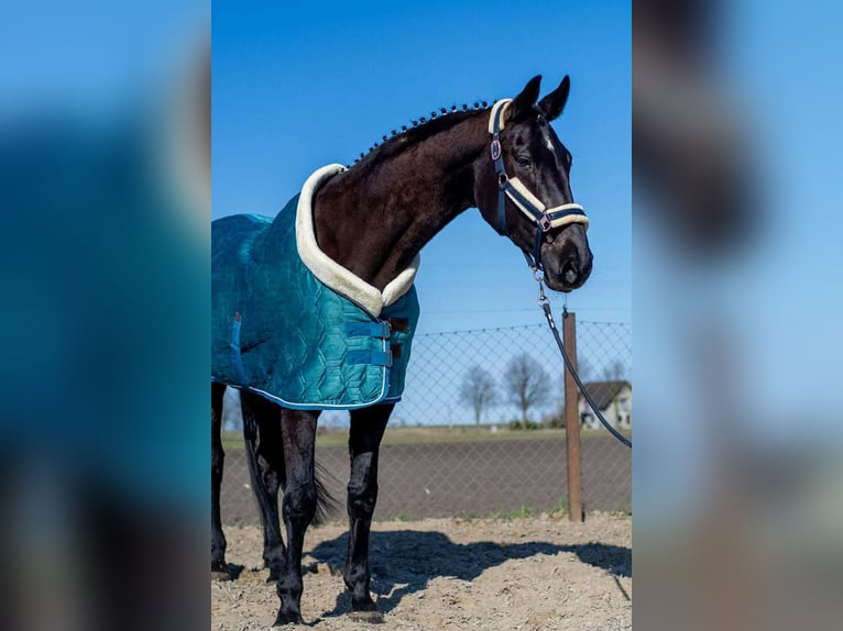 Polnisches Sportpferd Stute 6 Jahre 168 cm Rappe in Kaczkowo