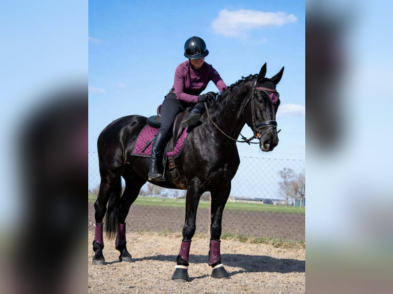 Polnisches Sportpferd Stute 6 Jahre 168 cm Rappe in Kaczkowo