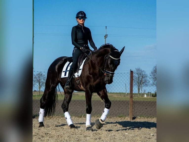 Polnisches Sportpferd Stute 6 Jahre 168 cm Rappe in Kaczkowo