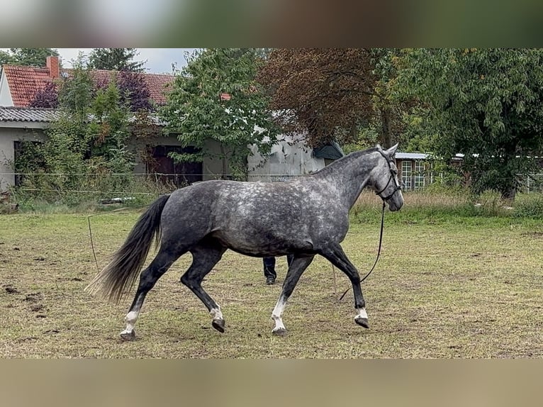 Polnisches Sportpferd Stute 6 Jahre 168 cm Schimmel in Grimmen