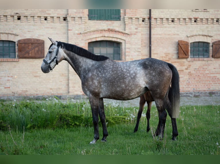 Polnisches Sportpferd Stute 6 Jahre Schimmel in Gardno