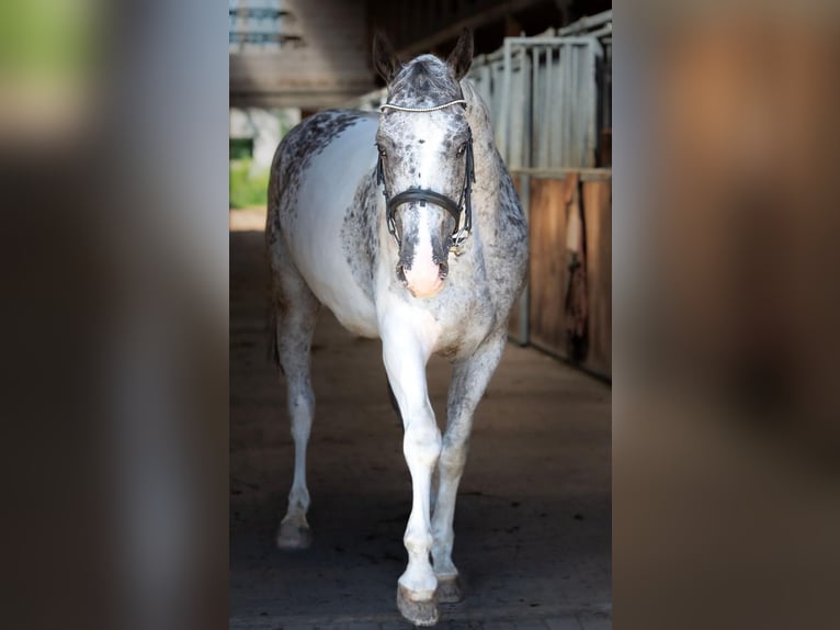 Polnisches Sportpferd Stute 7 Jahre 160 cm in vilnius