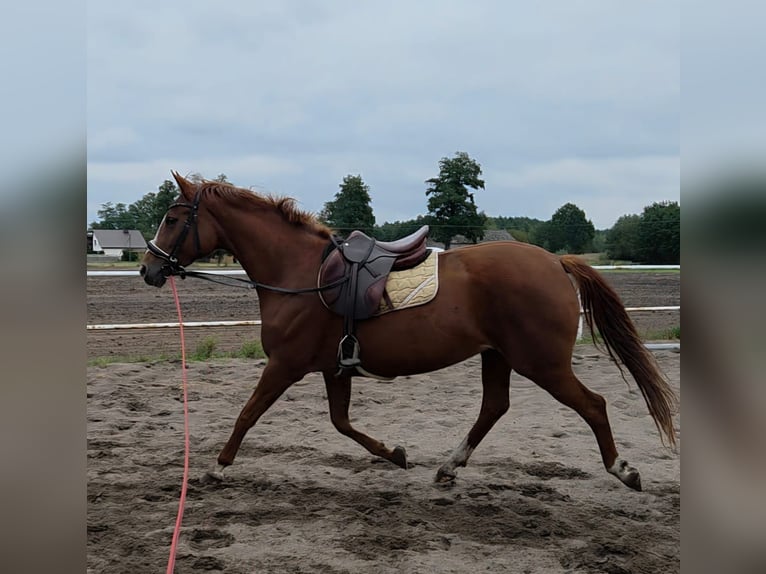 Polnisches Sportpferd Stute 7 Jahre 162 cm Fuchs in Daniszyn